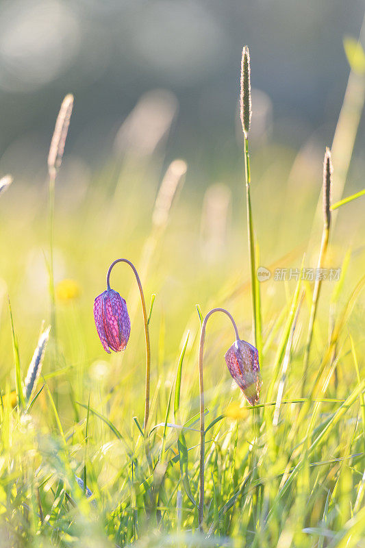 蛇头贝母(Fritillaria meleagris)在一个美丽的春天夕阳草场上